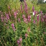 Lythrum salicaria Celota