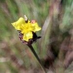 Schoenus nigricans Blüte