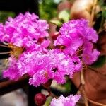 Lagerstroemia indicaFlower