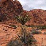 Yucca schidigera Frunză