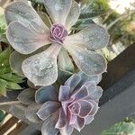 Echeveria gigantea Fulla