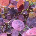 Cotinus coggygria Leaf