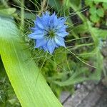 Nigella sativa ফুল