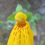 Calceolaria crenatiflora Цветок