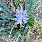 Cichorium endiviaBlomma