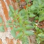 Solanum lycopersicumLeaf