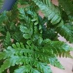 Dryopteris erythrosora 葉