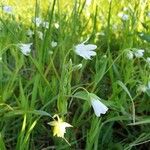 Stellaria holostea Hábito