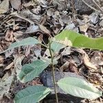 Ficus callosa Leaf