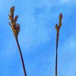 Carex leporina 花