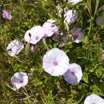 Convolvulus althaeoidesBlomma