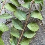 Ulmus parvifolia Folla