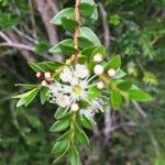 Tepualia stipularis Otro