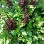 Astilbe macroflora Other