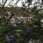 Jacaranda mimosifolia 叶