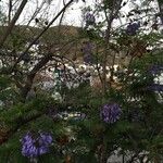 Jacaranda mimosifolia Листок