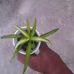 Chlorophytum comosum 葉