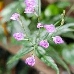 Dianthera pectoralis Квітка