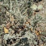 Artemisia tridentata Ліст