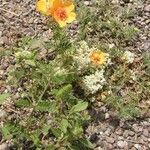 Kallstroemia grandiflora Yeri