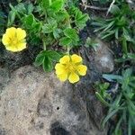 Potentilla brauneana Blomst