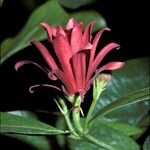Calycanthus occidentalis 花