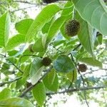 Neolamarckia cadamba Fruit