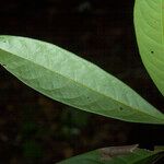 Aniba citrifolia Levél