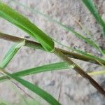 Lolium rigidum Bark