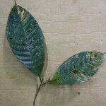 Pouteria bangii Leaf