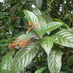 Palicourea crocea 葉