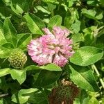 Trifolium mediumFlower