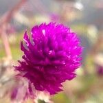 Gomphrena globosaFlor