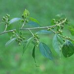 Sparrea gomphophylla Frucht