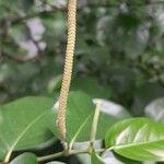 Piper tuberculatum Anders
