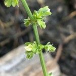 Rumex pulcher Fula