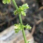 Rumex pulcher Λουλούδι