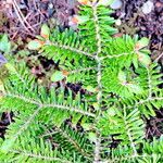 Abies koreana Leaf