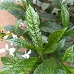 Clerodendrum indicum Folha