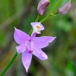 Calopogon tuberosus Blomma