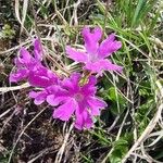 Primula spectabilis Virág