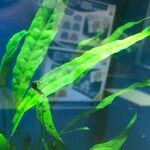 Microsorum pteropus Leaf