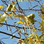 Juglans nigra Плід