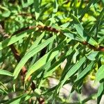 Euphorbia dendroides Leaf