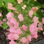 Hydrangea quercifolia Flower