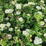 Aster ageratoides Blatt