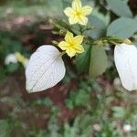 Pseudomussaenda flava Λουλούδι