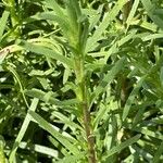 Artemisia dracunculus Blad