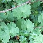 Geranium lucidum List