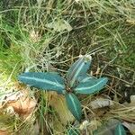 Chimaphila maculata Hoja